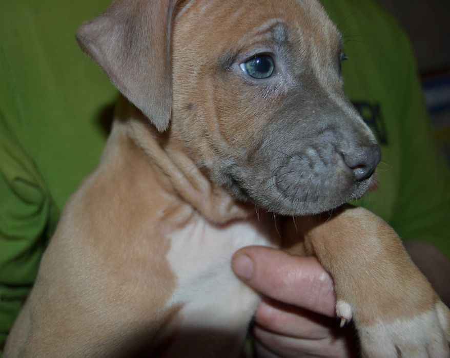 Дівчинка амстаффа голубо-палева