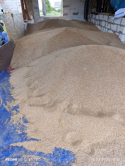 Pszenżyto ozime Tadeus, pierwszy rok po centrali