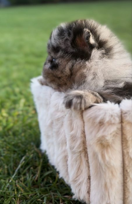 Pomeranian Mini chłopiec!