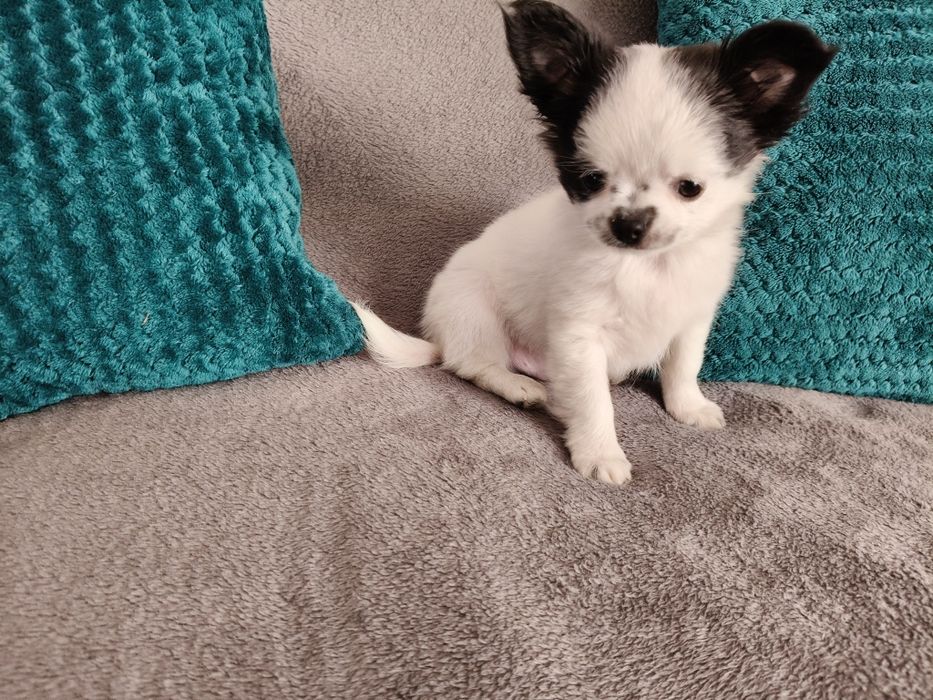 FRESCO - Długowłosy Chihuahua