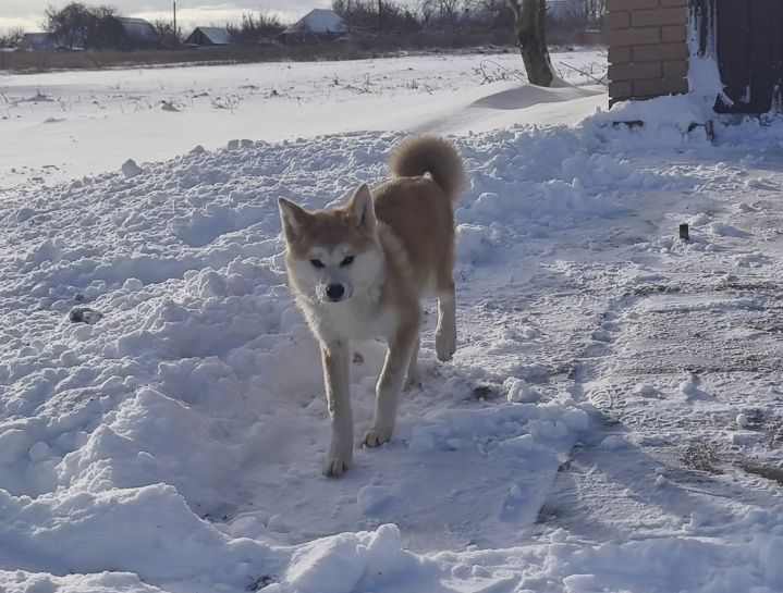 Акита ину. Девочки. Возраст разный.