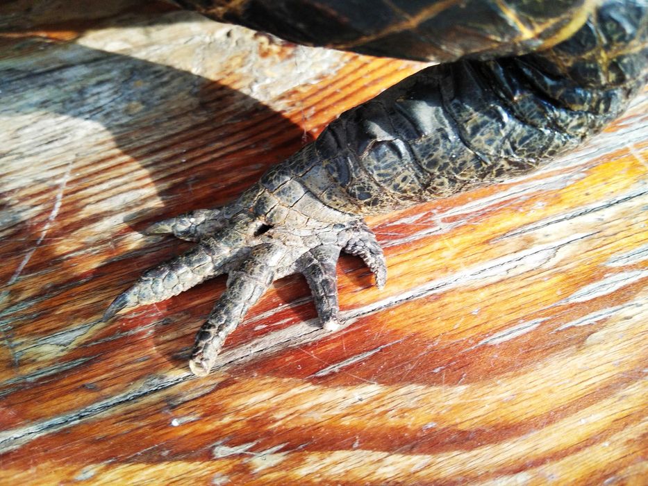 Крокодил опудало