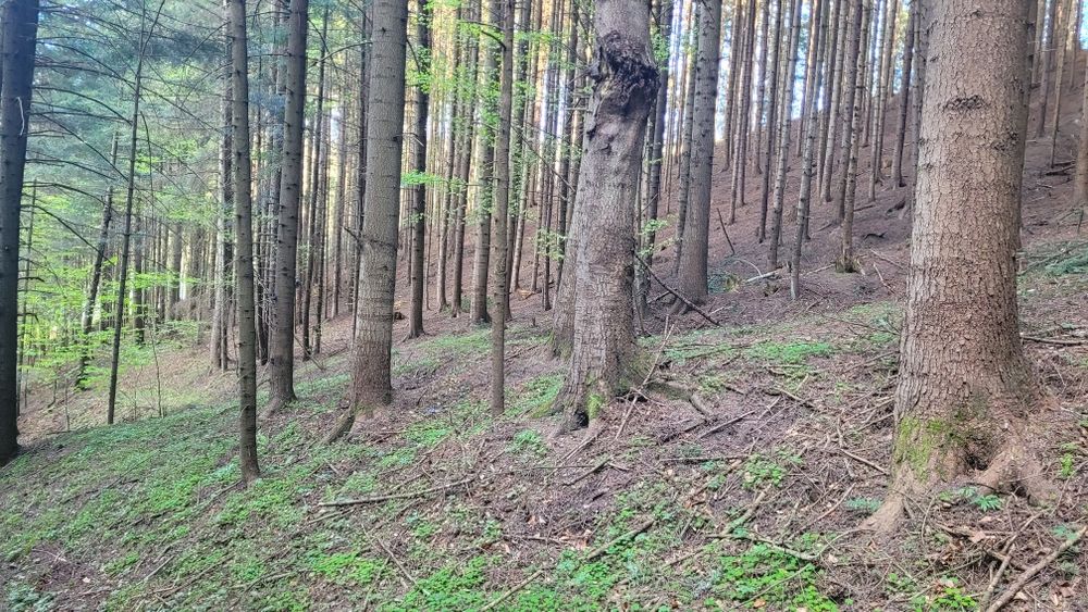 Działka leśna - las