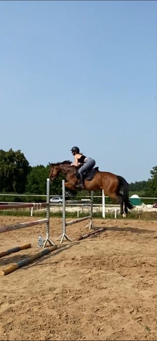 6 letni wałach do skoków