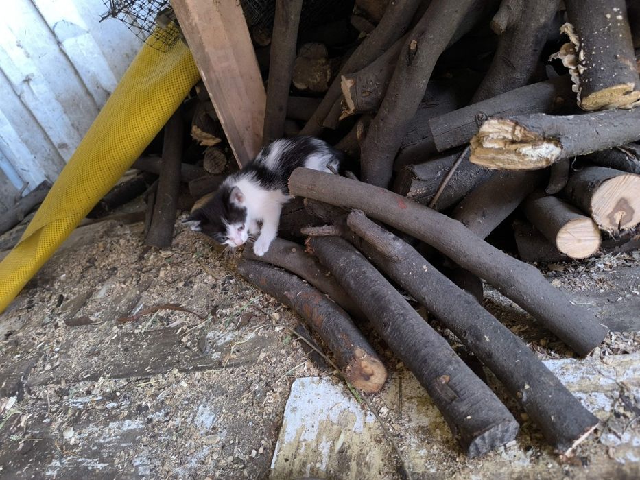Gatinhos para oferecer Moreira de Cónegos