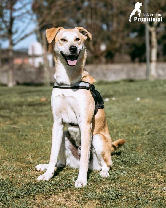 MANCHINHAS - Cãozinho para Adoção!