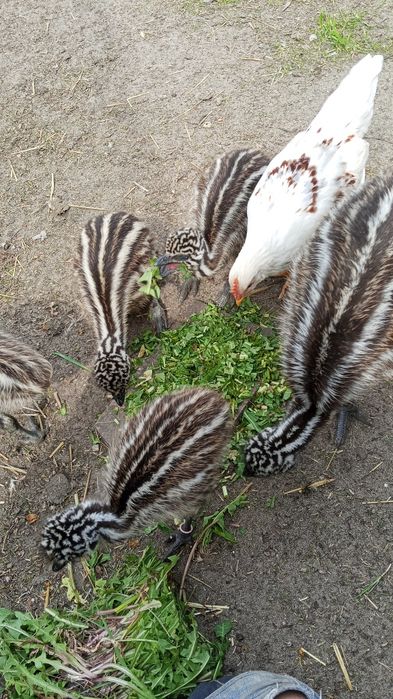 Młode Emu 750 zł sztuka