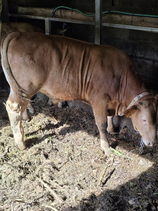 Vitelo minhoto 8 meses