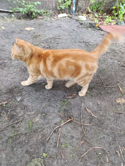 Отдадим кота и кошку в добрые руки