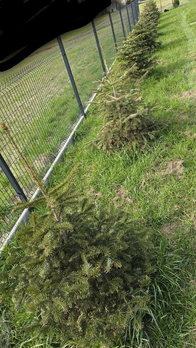 Jodła kaukaska 9 szt ok 120cm