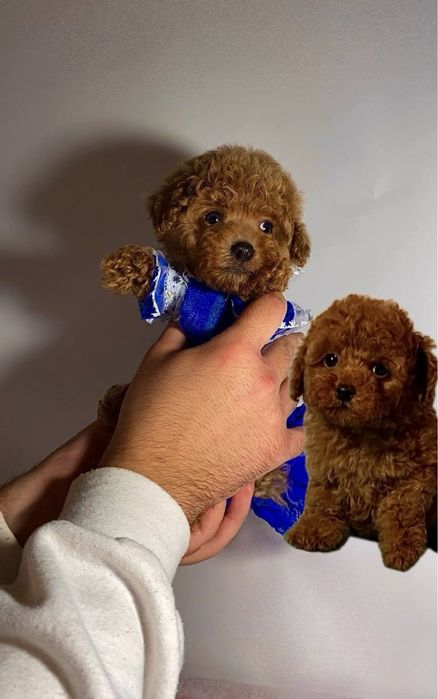 Незабутні пухнастики міні та мікро мальтипу / той пудель бебі фейс