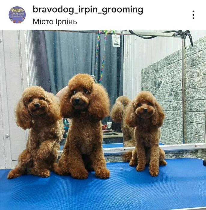 Стрижка собак грумер грумінг салон вичісування лінька спа калтуни коти