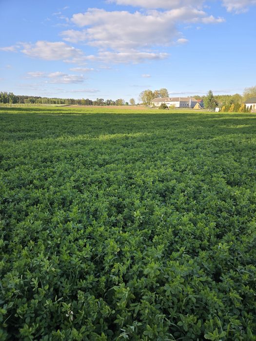 Sianokiszonka z lucerny 130cm