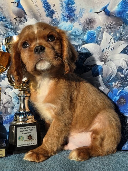 Cavalier King Charles Spaniel piesek z rodowodem