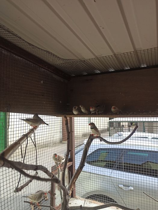 Pássaros diamante mandarins 2026