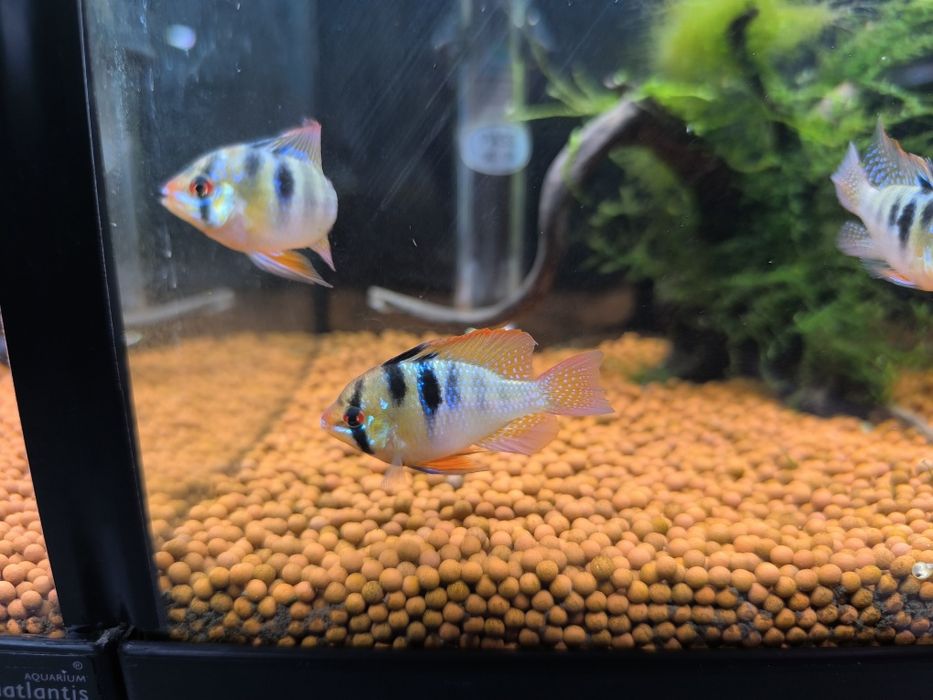 Ramirezi (Mikrogeophagus Ramirezi)