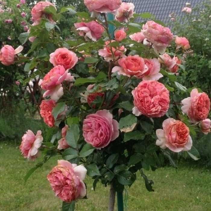 Троянди на штамбі (ЗКС)/Саженцы роз на штамбе