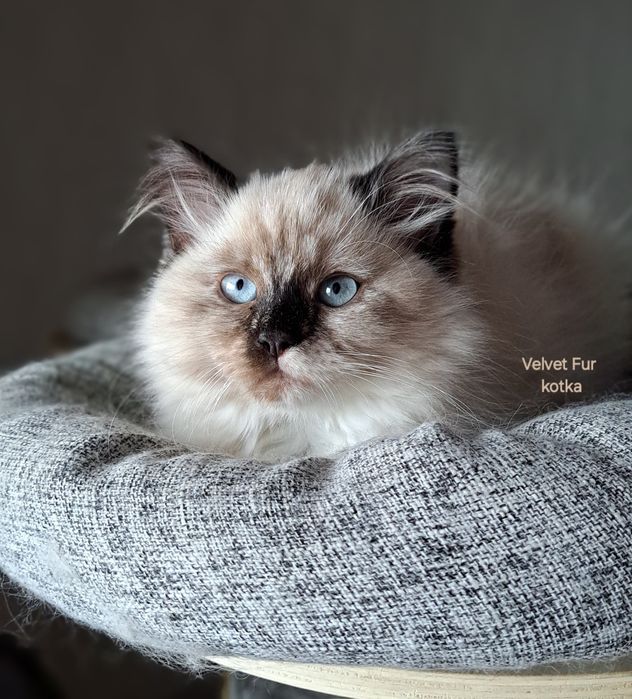 Neva masquerade kot kocur syberyjski