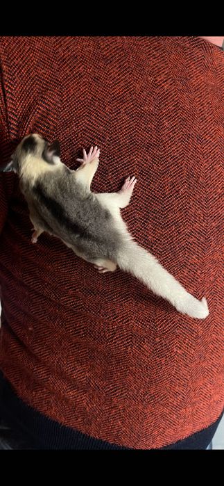 Lotopałanka mozaic sugar glider