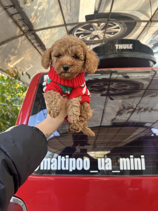 Мальтіпу міні хлопчик