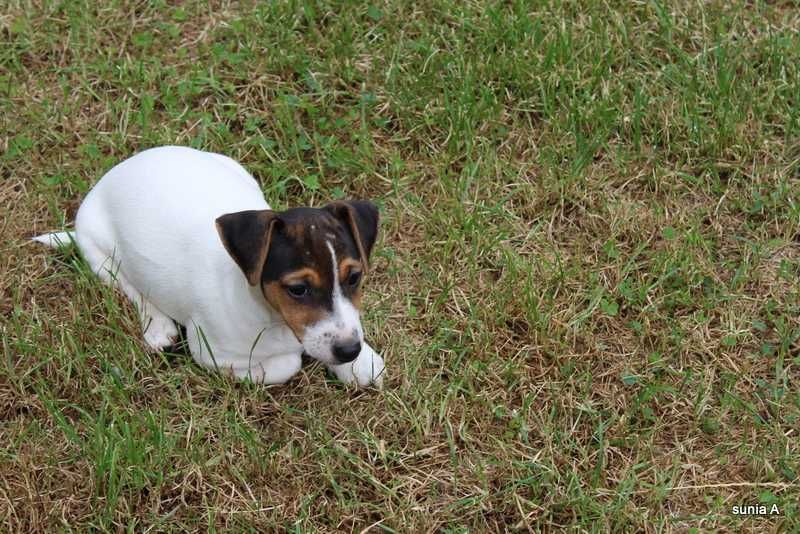 Jack Russell Terrier - sprzedam sliczna sunie