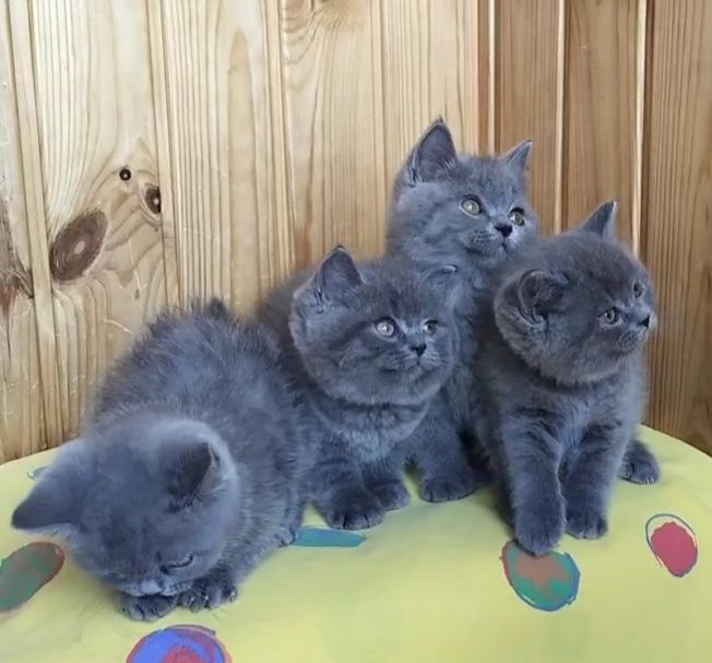 Голубі шотландські кошенята