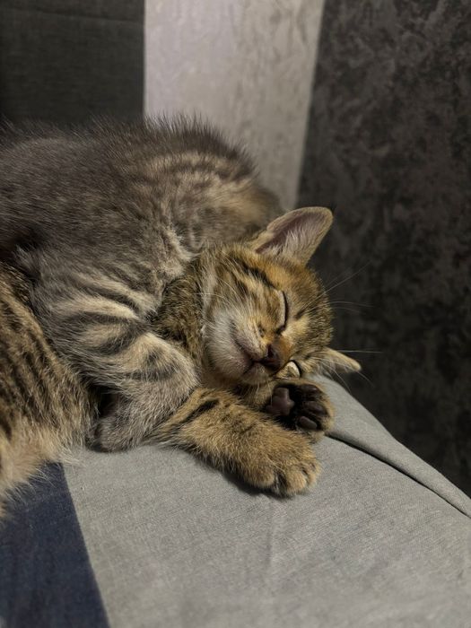 Котята в добрі руки кошеня