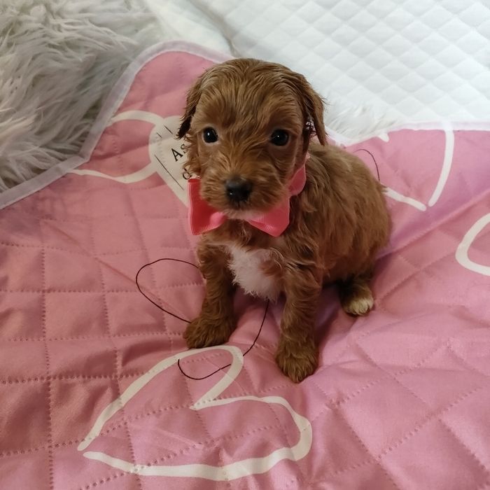 Śliczna suczka Maltipoo f1b