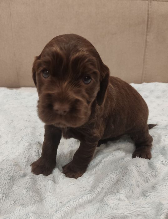 Cocker spaniel suczka czekoladowa
