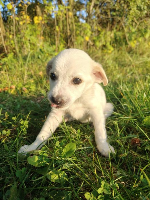 Na Wschodzie nie czeka mnie nic... Oprócz budy
