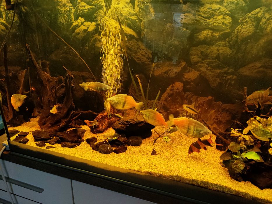 Akwarium 288 litrów ( 120x60x40 )