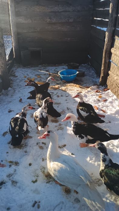 Продам качки Шипуни,смт Смига.