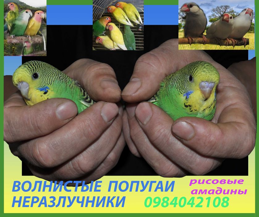 Оцифровка видео кассет VHS 50 грн