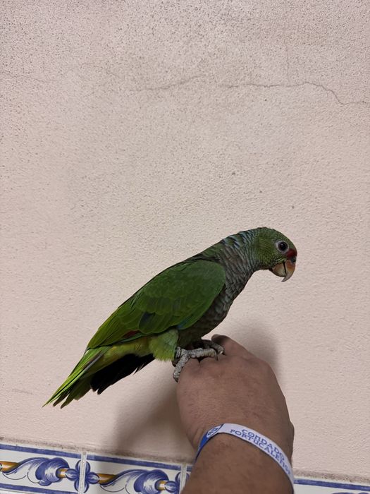 Aves domesticadas