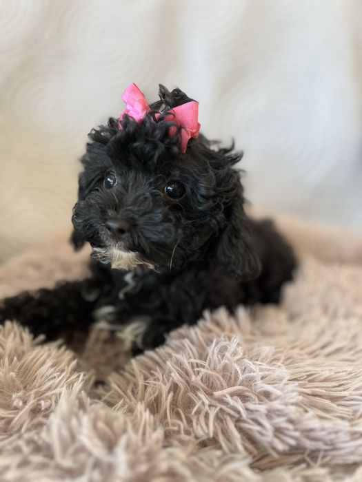 Maleńka suczka cavapoo gotowa do odbioru