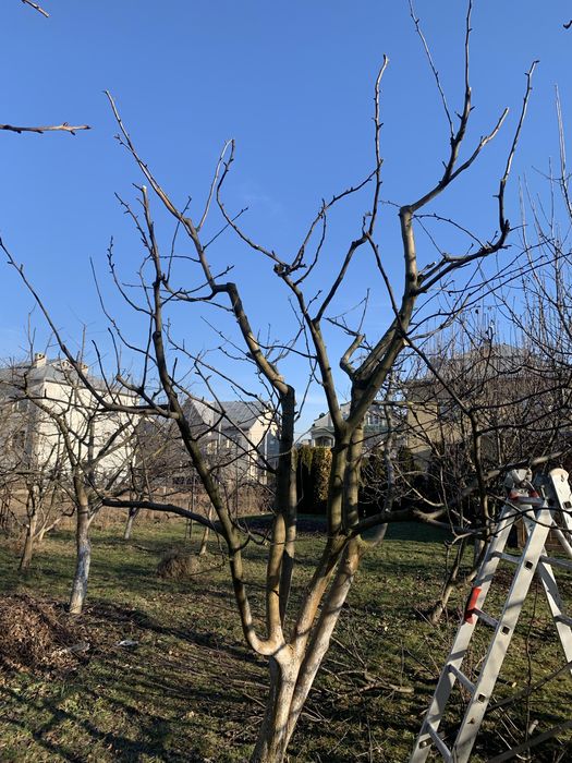 Обрізка плодових дерев. Обрізка саду