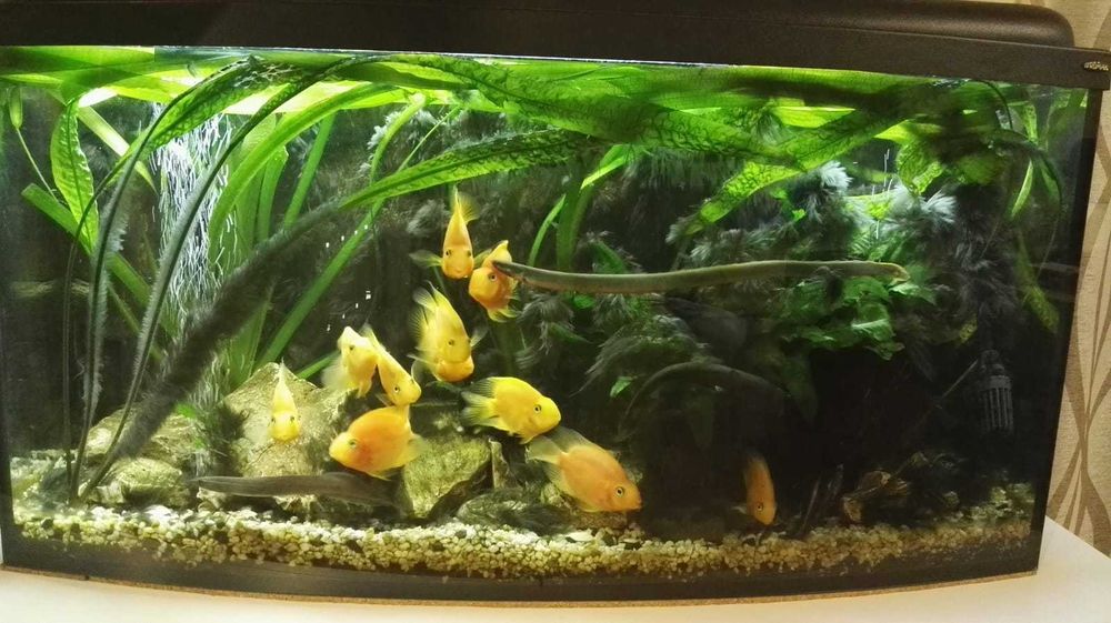 Akwarium 200L – kompletne, gotowe do zarybienia | Fluval 305