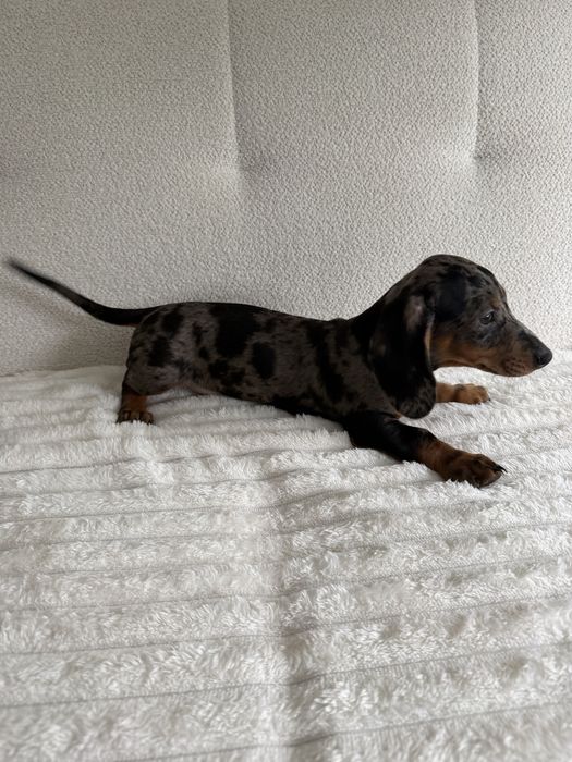 Teckel 2 meses excelente exemplar