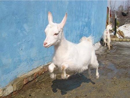 Продам кози на утримання