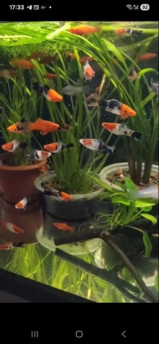 Меченосцы Кои чистая линия