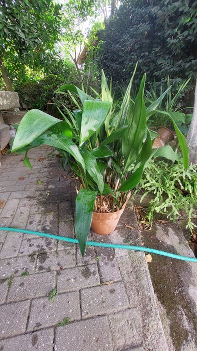 Vários vasos de aspidistra elatior, planta para interior ou exterior
