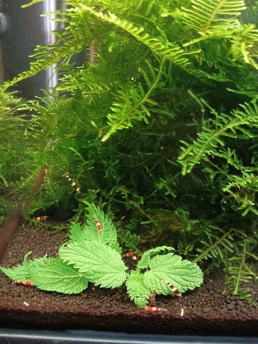 sprzedam krewetki cardina