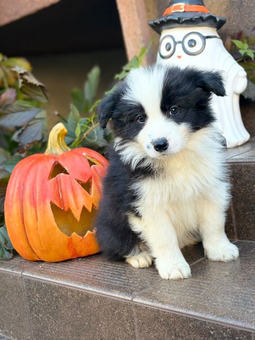 Border Collie FCI