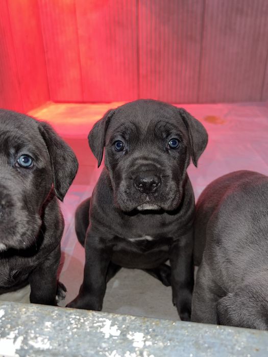 Cane Corso Cinzento Casa do tavarsbull
