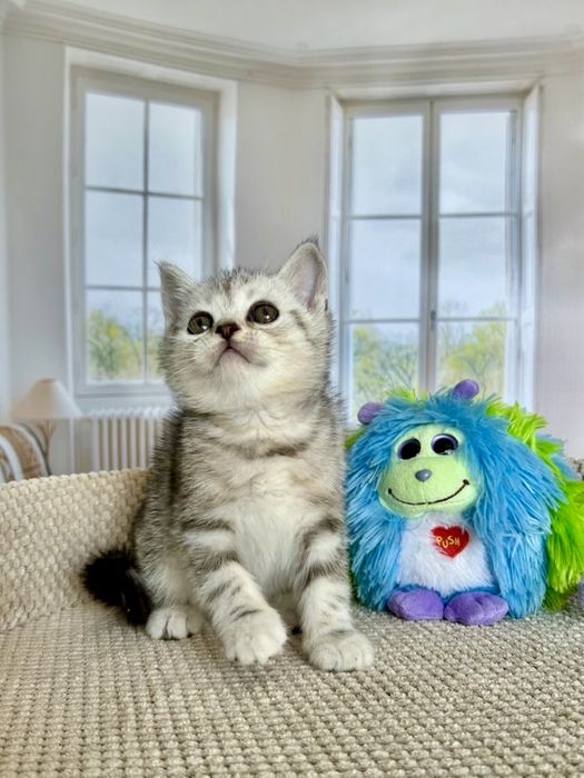 Кошеня -хлопчик Scottish Straight