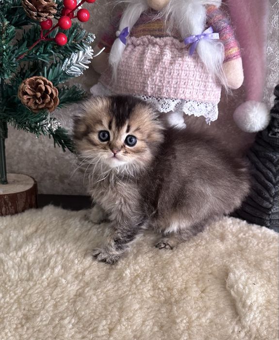 Шотландські кошенята