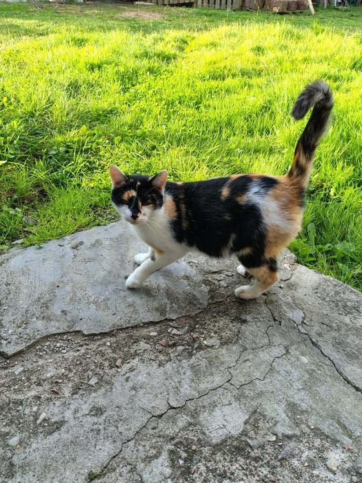 kotka kolorowa 2 letnia domy niewychodzace po smierci opiekuna adopcja
