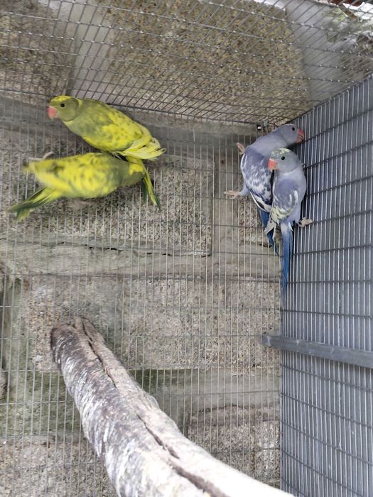 Ring necks malhados violetas, cinza violetas e turquesas, 2025