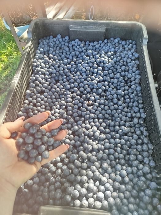 Tarnina! Świeże owoce,szybka realizacja! WYSYŁkA