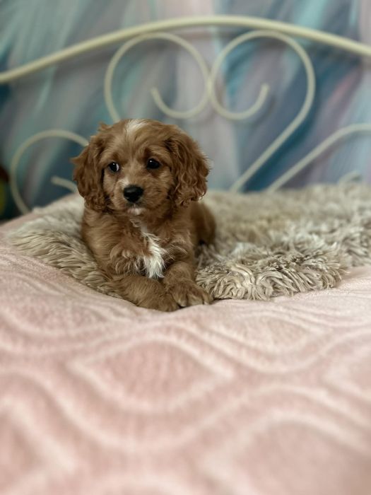 Piękny chłopiec Cavapoo